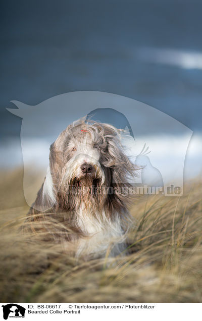 Bearded Collie Portrait / Bearded Collie Portrait / BS-06617