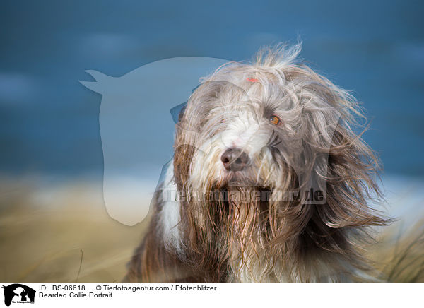 Bearded Collie Portrait / Bearded Collie Portrait / BS-06618
