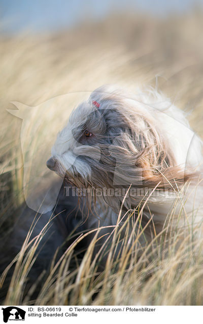 sitzender Bearded Collie / sitting Bearded Collie / BS-06619