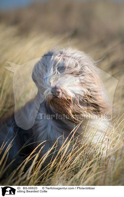 sitzender Bearded Collie / sitting Bearded Collie / BS-06620