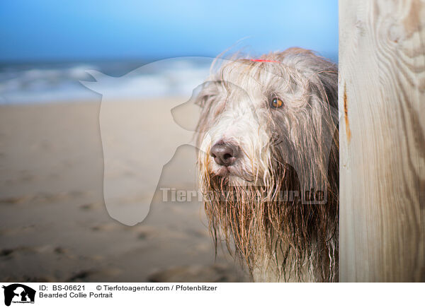 Bearded Collie Portrait / Bearded Collie Portrait / BS-06621