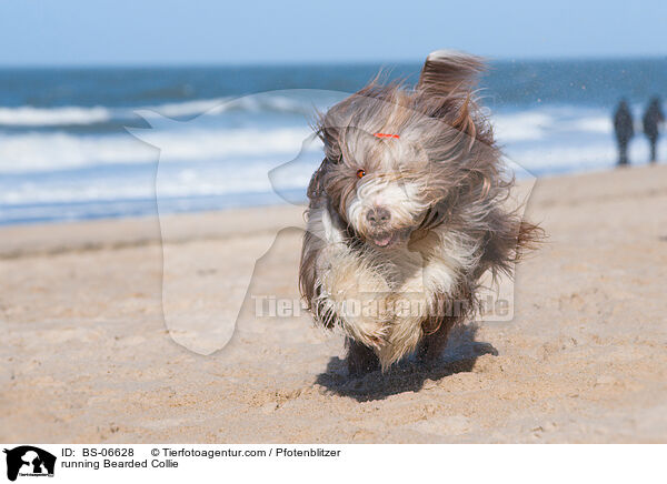 rennender Bearded Collie / running Bearded Collie / BS-06628