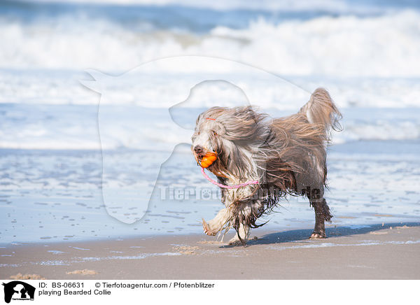 spielender Bearded Collie / playing Bearded Collie / BS-06631