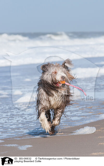 spielender Bearded Collie / playing Bearded Collie / BS-06632