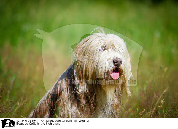 Bearded Collie im  hohen Gras / Bearded Collie in the high grass / MW-03194