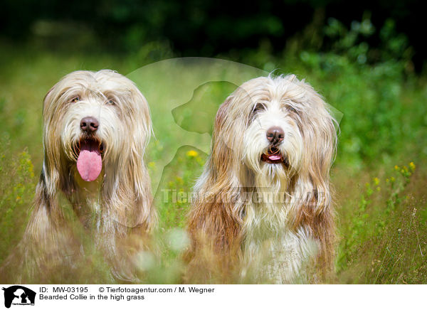 Bearded Collie im  hohen Gras / Bearded Collie in the high grass / MW-03195