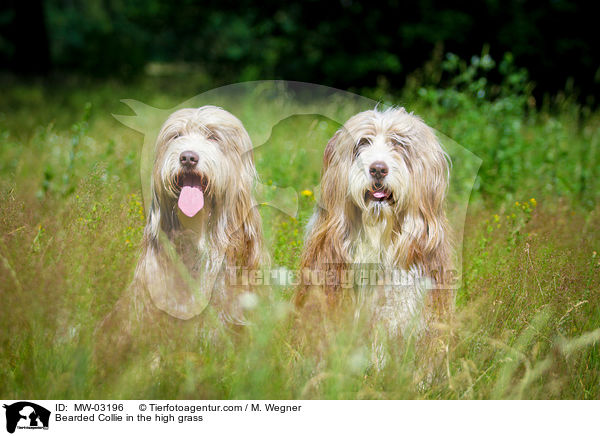 Bearded Collie im  hohen Gras / Bearded Collie in the high grass / MW-03196