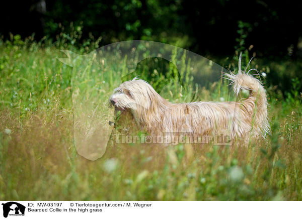 Bearded Collie im  hohen Gras / Bearded Collie in the high grass / MW-03197