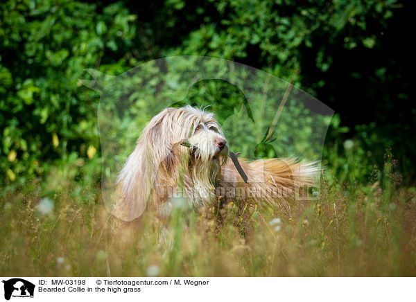 Bearded Collie im  hohen Gras / Bearded Collie in the high grass / MW-03198