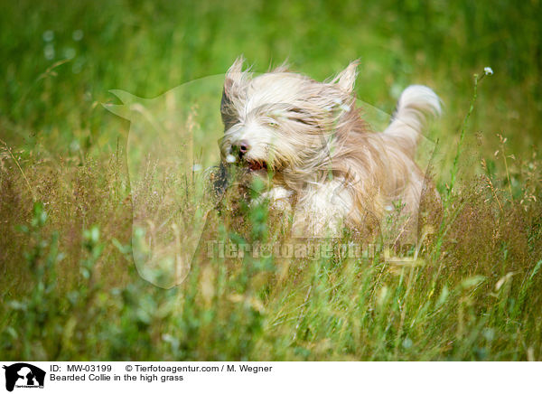Bearded Collie im  hohen Gras / Bearded Collie in the high grass / MW-03199