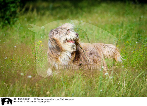Bearded Collie im  hohen Gras / Bearded Collie in the high grass / MW-03200