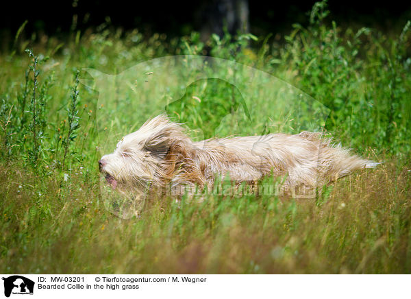 Bearded Collie im  hohen Gras / Bearded Collie in the high grass / MW-03201