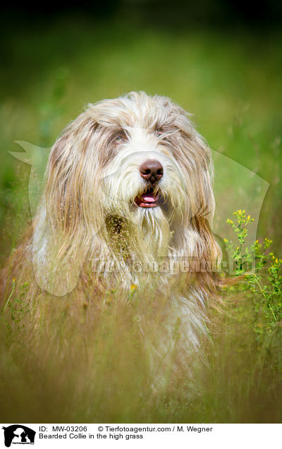 Bearded Collie im  hohen Gras / Bearded Collie in the high grass / MW-03206