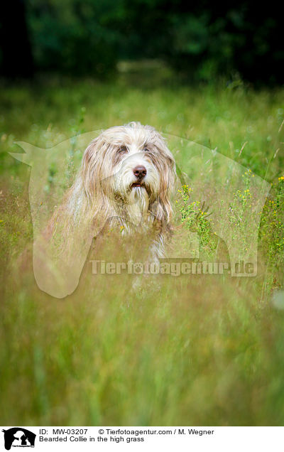 Bearded Collie im  hohen Gras / Bearded Collie in the high grass / MW-03207
