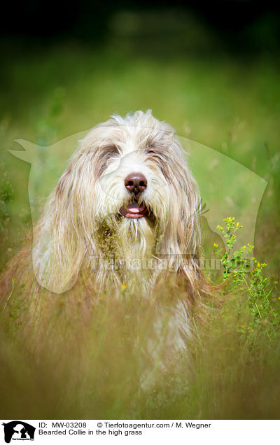 Bearded Collie im  hohen Gras / Bearded Collie in the high grass / MW-03208