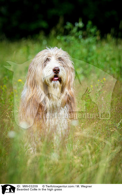 Bearded Collie im  hohen Gras / Bearded Collie in the high grass / MW-03209