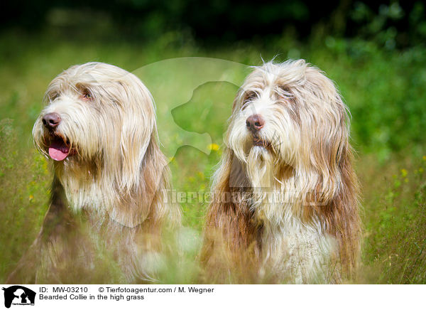 Bearded Collie im  hohen Gras / Bearded Collie in the high grass / MW-03210