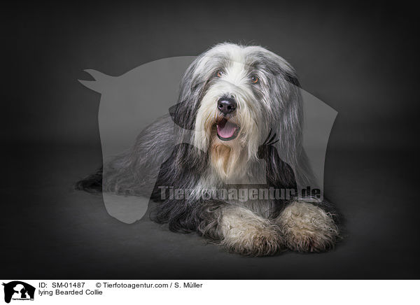 liegender Bearded Collie / lying Bearded Collie / SM-01487