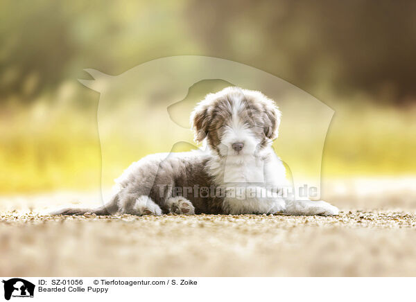 Bearded Collie Welpe / Bearded Collie Puppy / SZ-01056