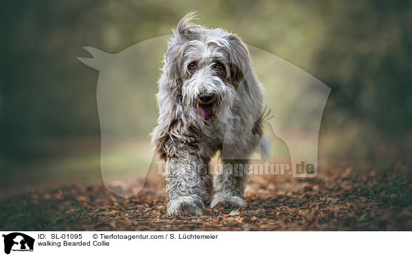 laufender Bearded Collie / walking Bearded Collie / SL-01095