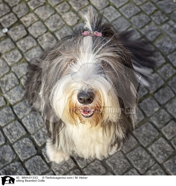 sitzender Bearded Collie / sitting Bearded Collie / MAH-01333