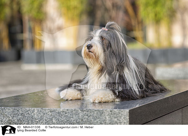 liegender Bearded Collie / lying Bearded Collie / MAH-01336