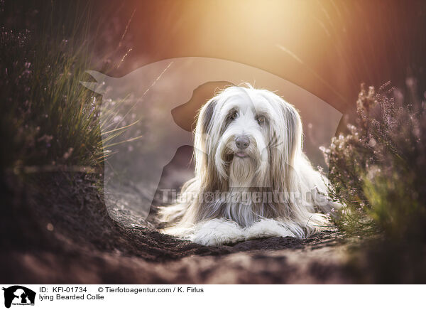 liegender Bearded Collie / lying Bearded Collie / KFI-01734