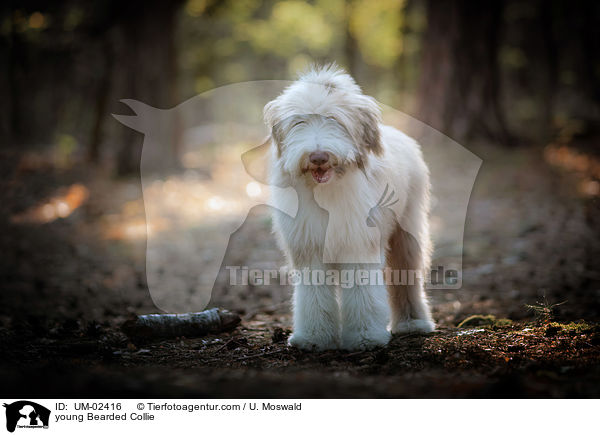 junger Bearded Collie / young Bearded Collie / UM-02416