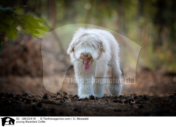junger Bearded Collie / young Bearded Collie / UM-02418