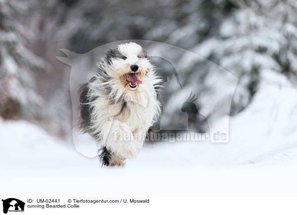 rennender Bearded Collie / running Bearded Collie / UM-02441