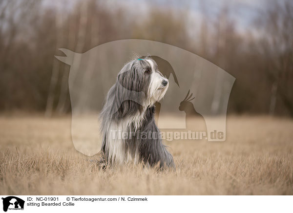 sitzender Bearded Collie / sitting Bearded Collie / NC-01901