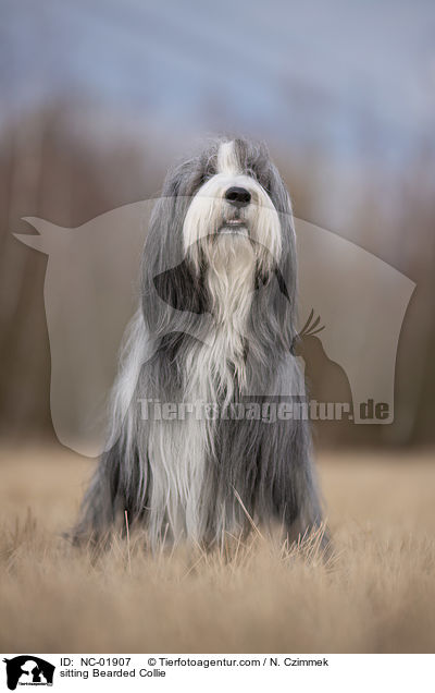 sitzender Bearded Collie / sitting Bearded Collie / NC-01907