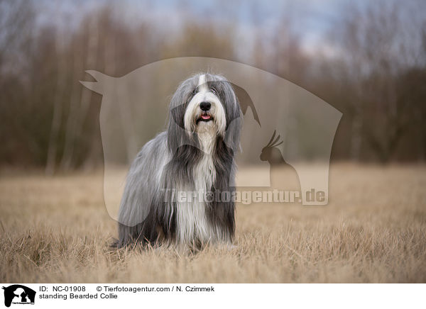 stehender Bearded Collie / standing Bearded Collie / NC-01908