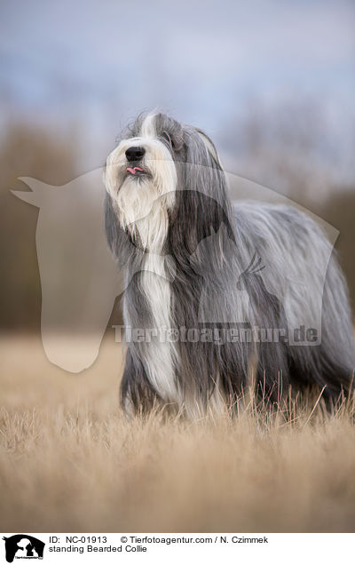 stehender Bearded Collie / standing Bearded Collie / NC-01913