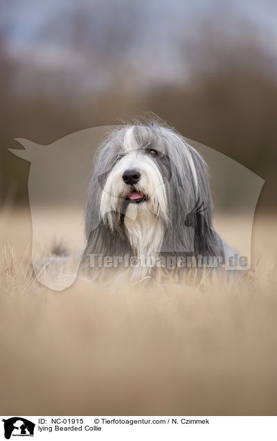 liegender Bearded Collie / lying Bearded Collie / NC-01915