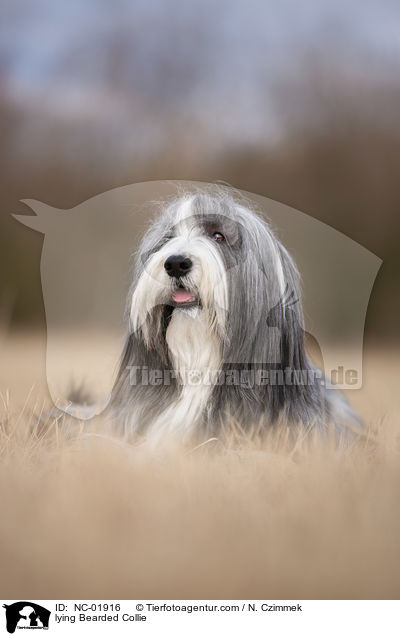 liegender Bearded Collie / lying Bearded Collie / NC-01916
