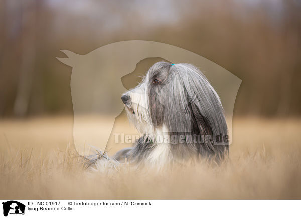 liegender Bearded Collie / lying Bearded Collie / NC-01917