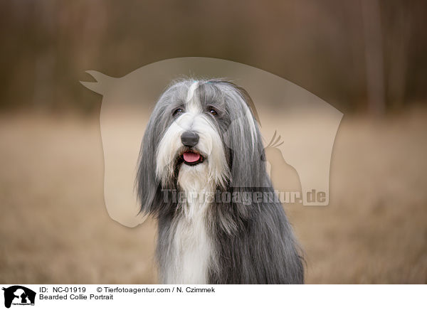 Bearded Collie Portrait / Bearded Collie Portrait / NC-01919