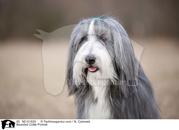 Bearded Collie Portrait / Bearded Collie Portrait / NC-01920