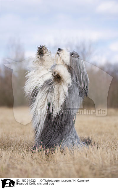 Bearded Collie macht Mnnchen / Bearded Collie sits and beg / NC-01922