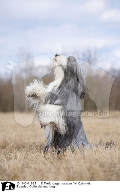 Bearded Collie macht Mnnchen / Bearded Collie sits and beg / NC-01923