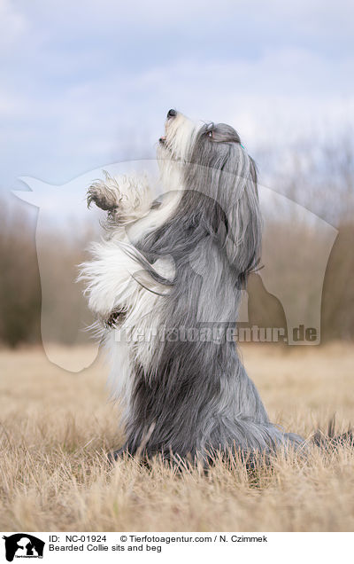 Bearded Collie macht Mnnchen / Bearded Collie sits and beg / NC-01924