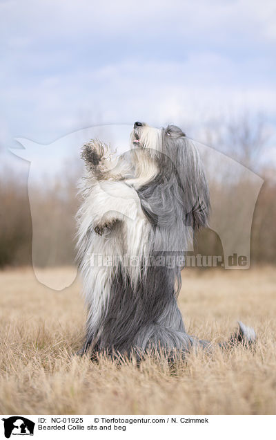 Bearded Collie macht Mnnchen / Bearded Collie sits and beg / NC-01925