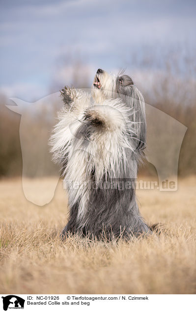 Bearded Collie macht Mnnchen / Bearded Collie sits and beg / NC-01926