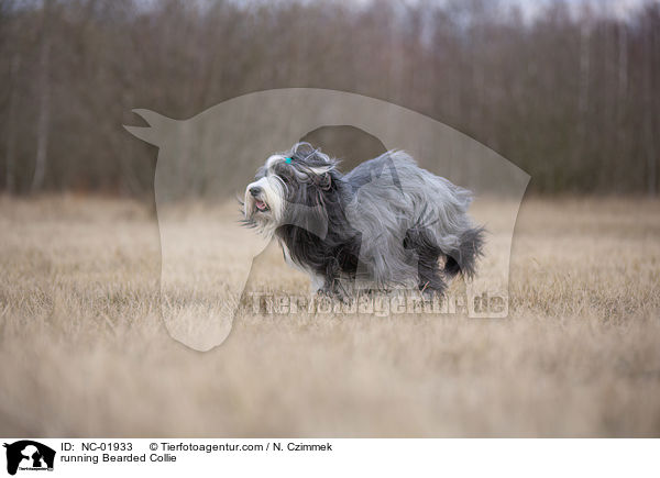 rennender Bearded Collie / running Bearded Collie / NC-01933