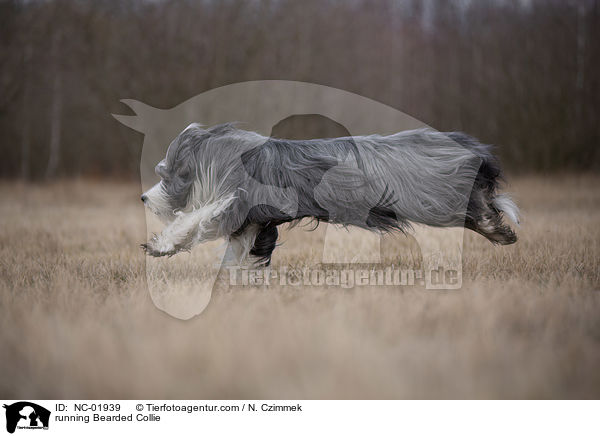 running Bearded Collie / NC-01939