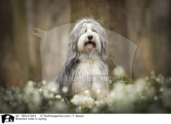 Bearded collie in spring / TBA-01944