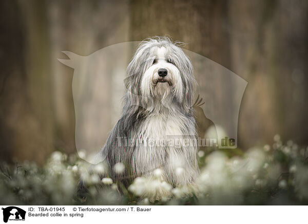 Bearded collie in spring / TBA-01945