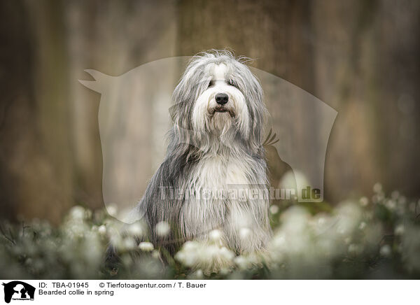 Bearded Collie im Frhling / Bearded collie in spring / TBA-01945