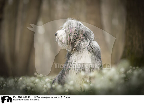 Bearded collie in spring / TBA-01946